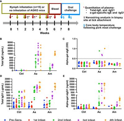 Tick bite-induced alpha-gal syndrome and immunologic responses in an alpha-gal deficient murine model